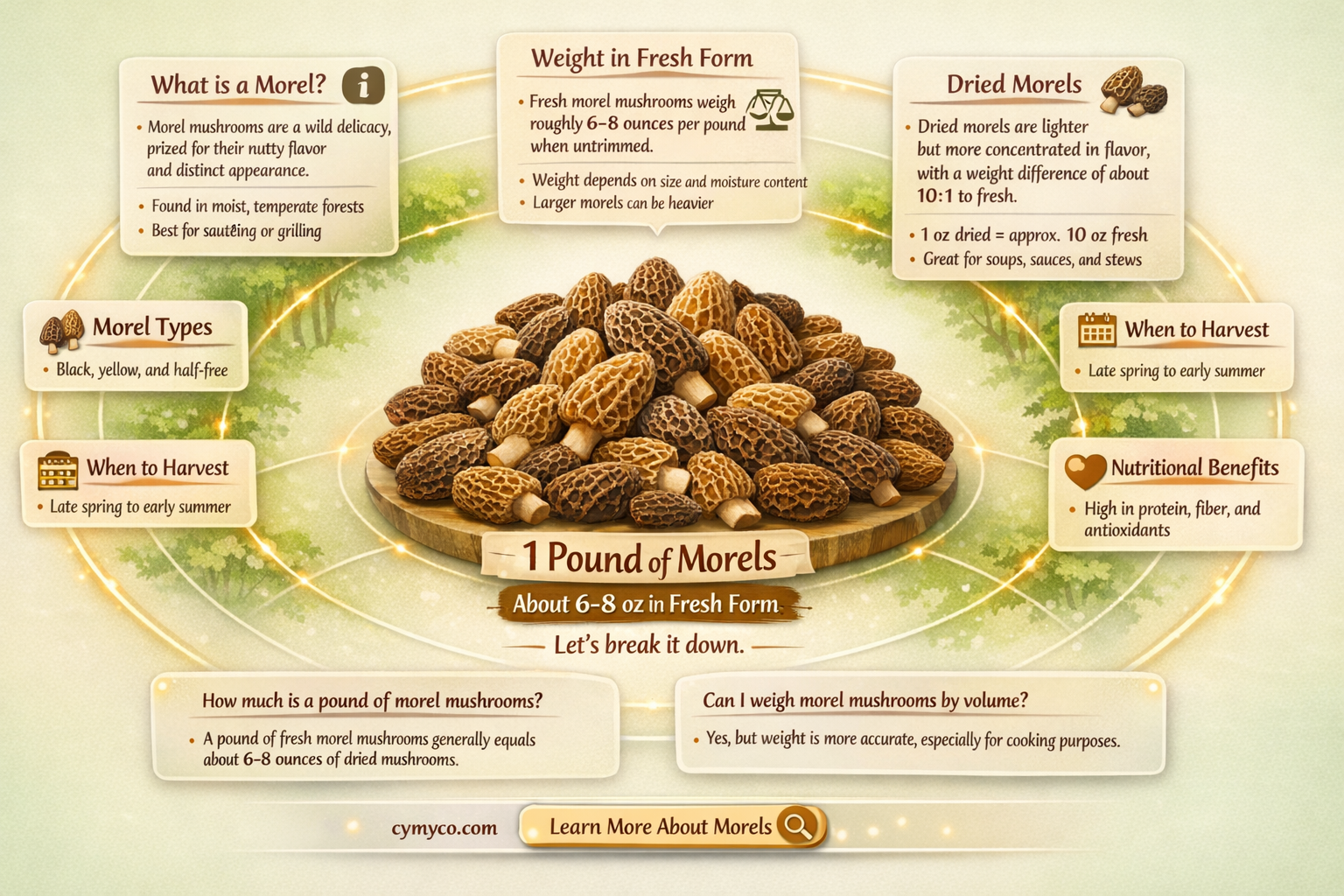 how many morel mushrooms in a pound