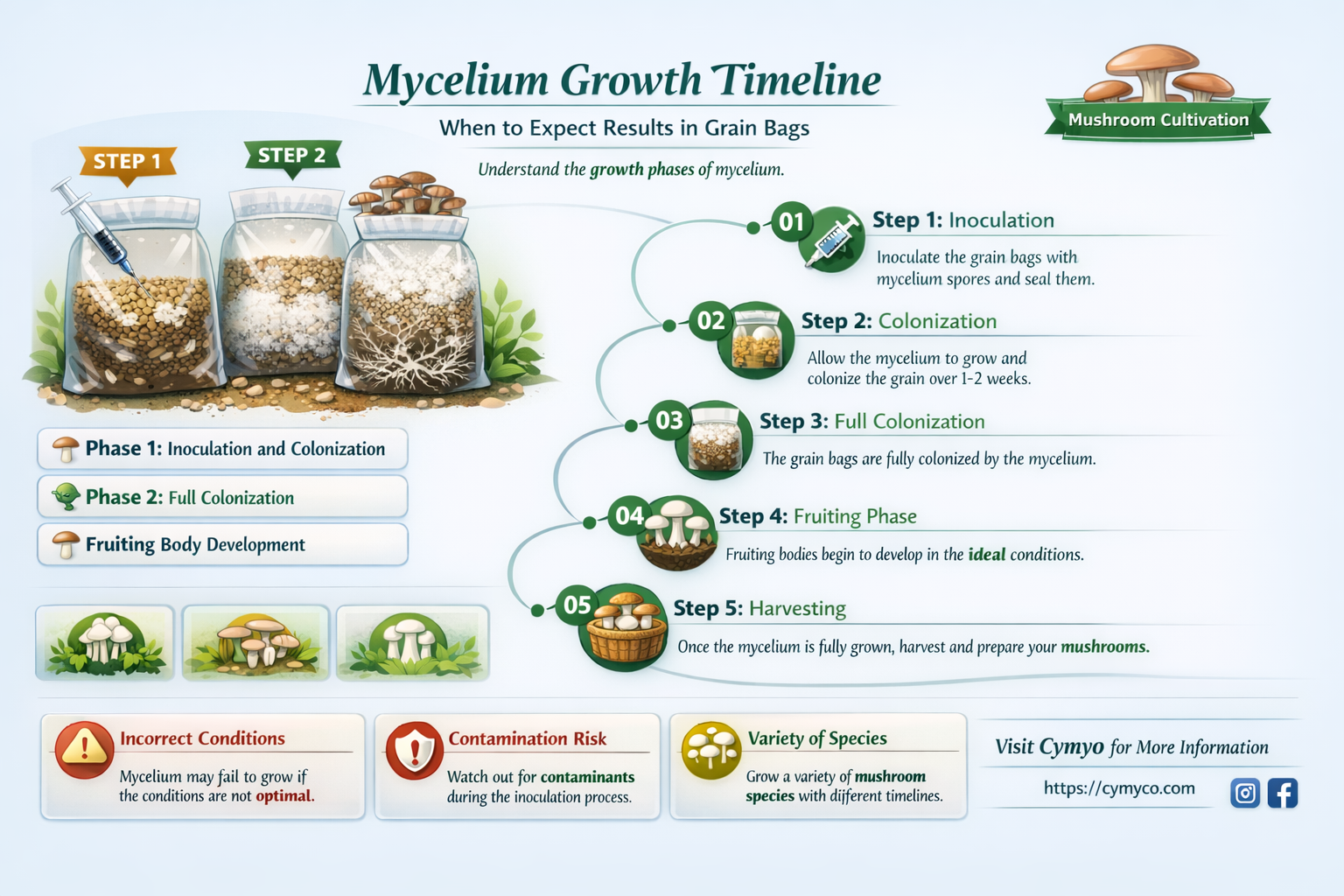 how long to see mycelium growth in grain bags