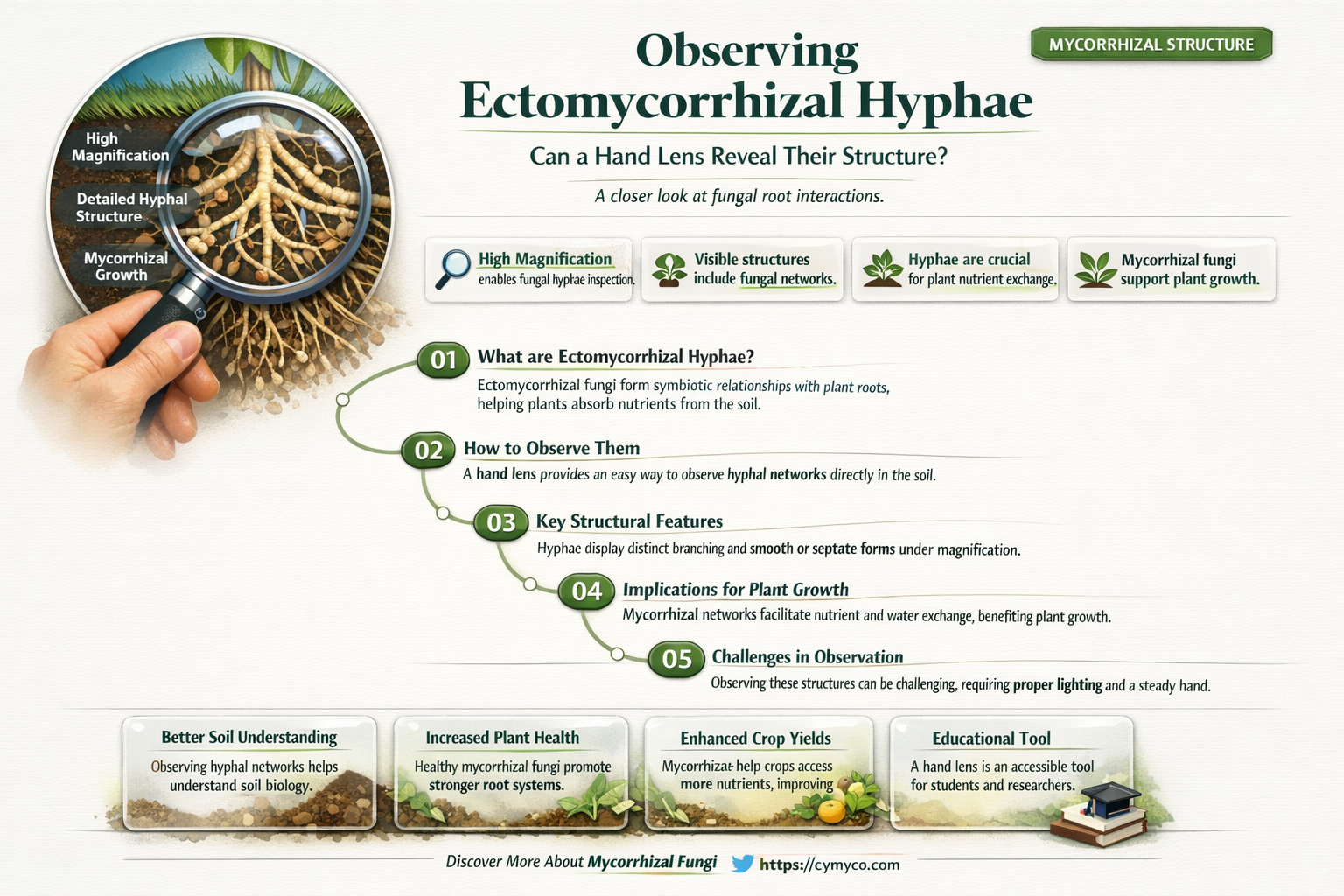 can you observe ectomycorrhizal hyphae with a loop
