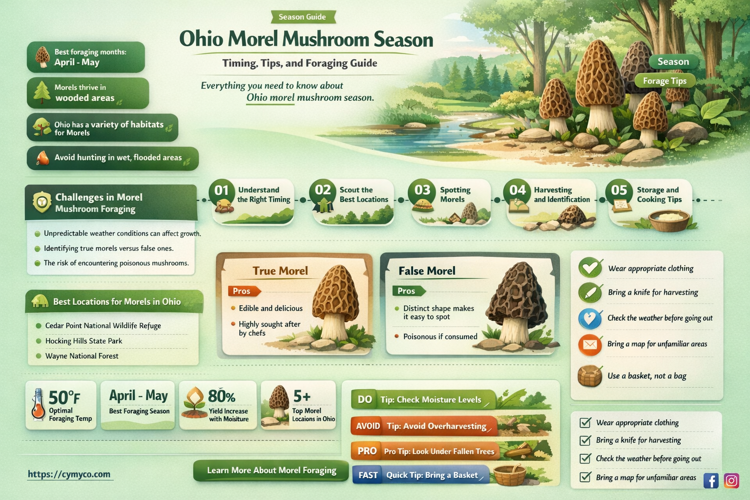 when do morel mushrooms grow in ohio
