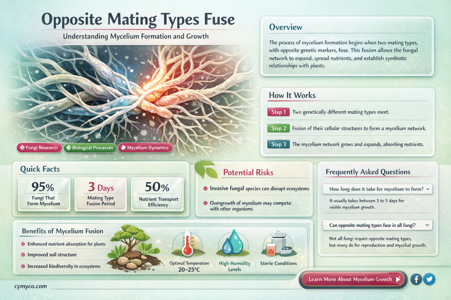 when opposite mating types fuse they form mycelium that are:
