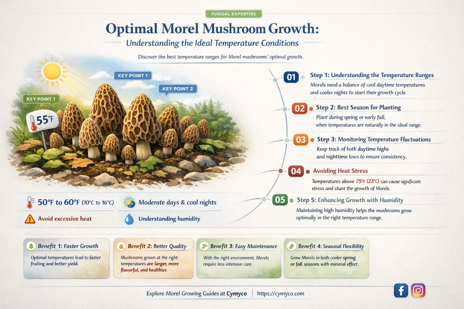 what temperature do morels grow