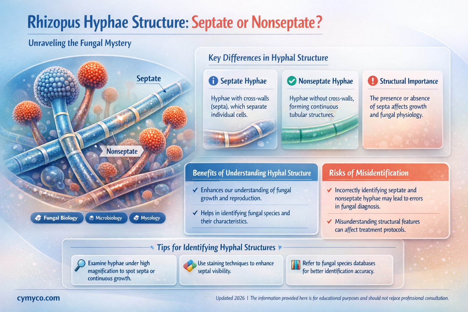 are the hyphae in rhizopus septate or nonseptate