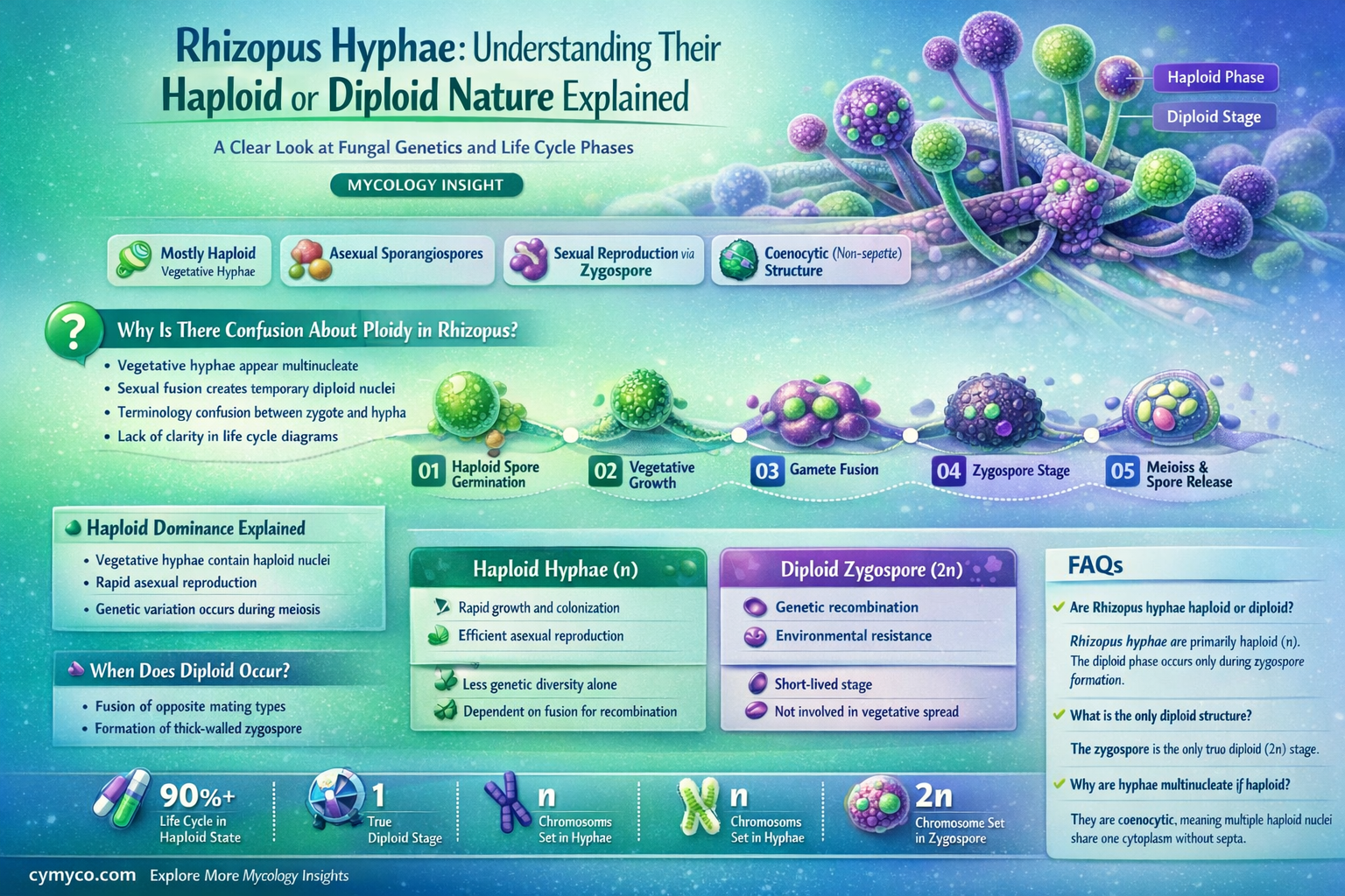 are rhizopus hyphae haploid or diploid