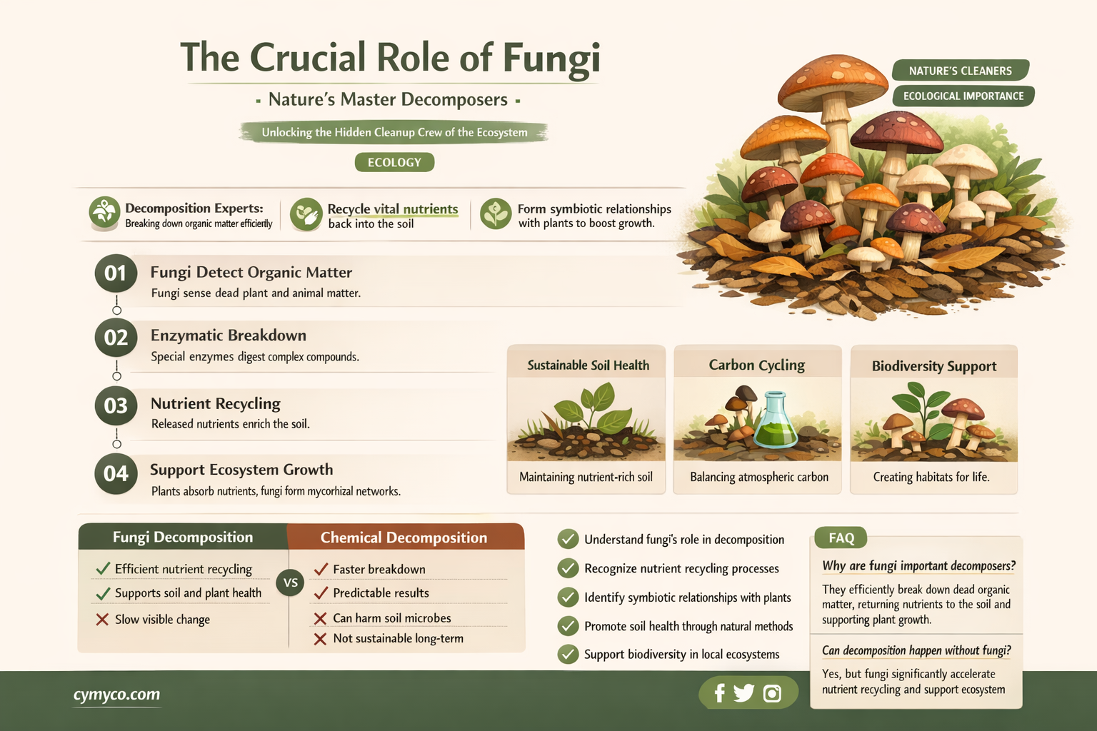 why are fungi important decomposers
