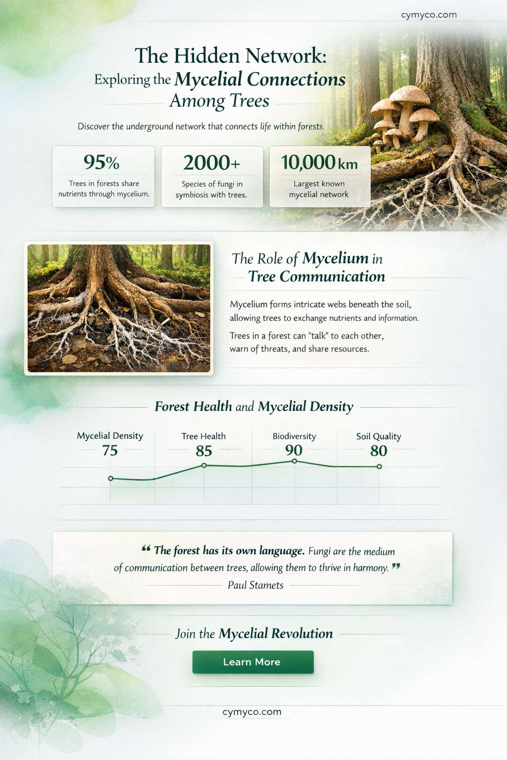 are trees connected by mycelium