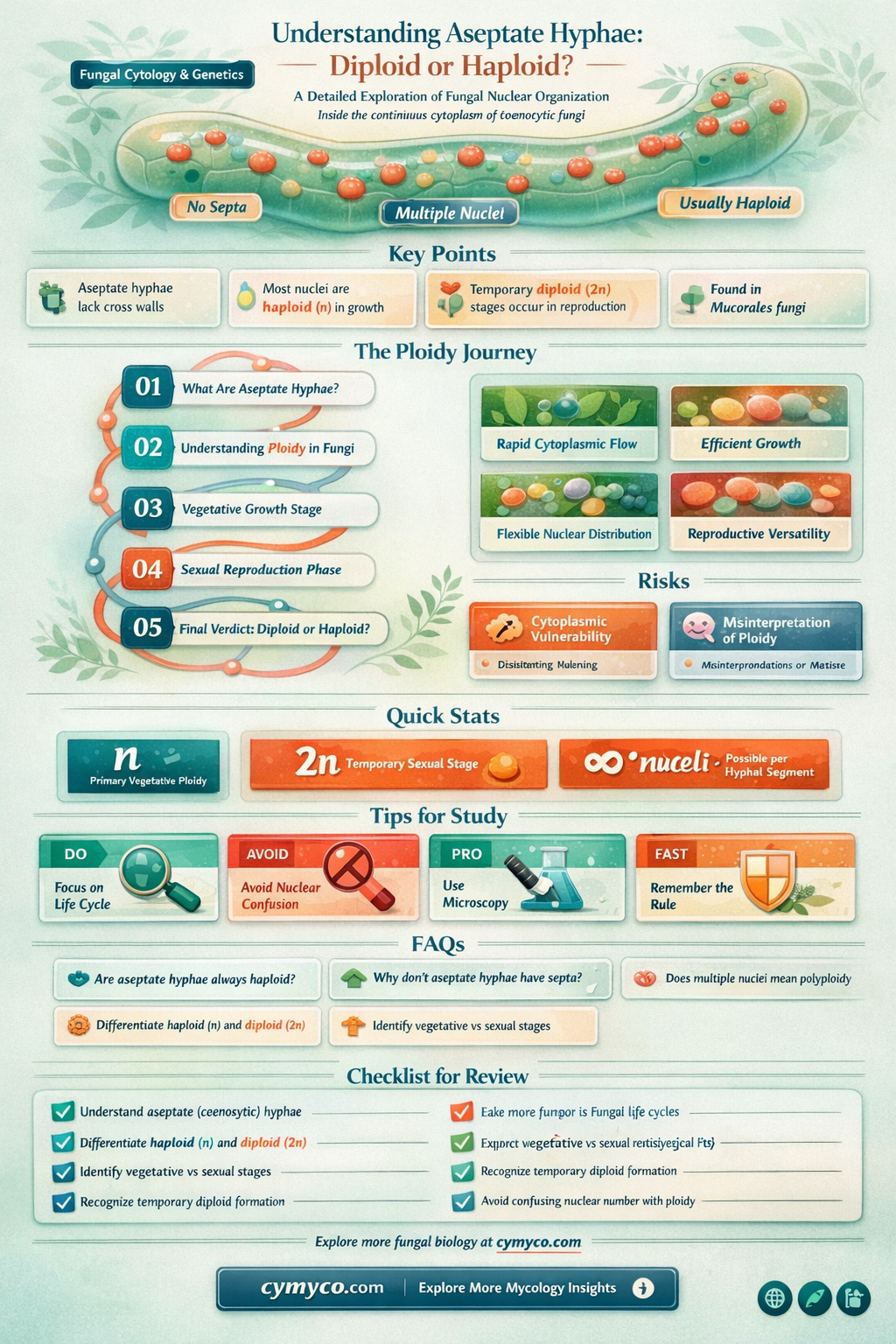 are aseptate hyphae diploid or haploid