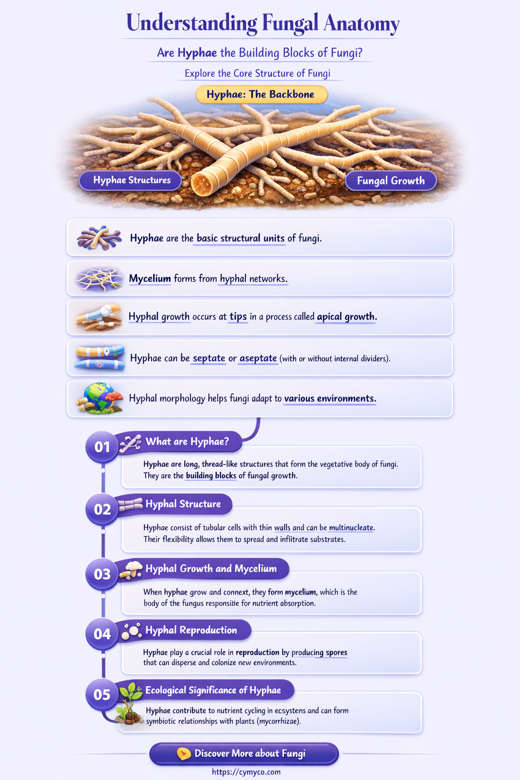 are the individual filaments of a fungal body called hyphae