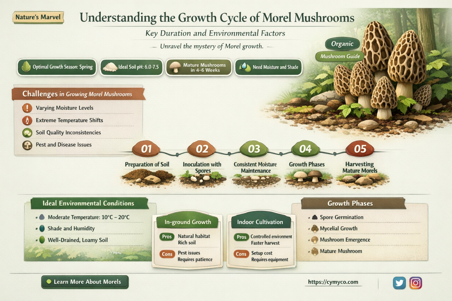 how long do morel mushrooms grow