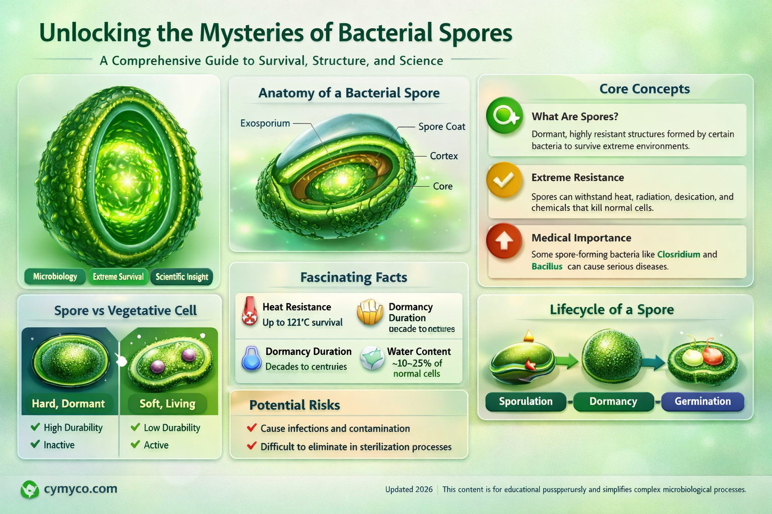 what is a bacterial spore