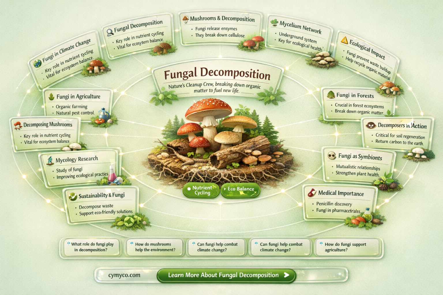 how does fungi decompose