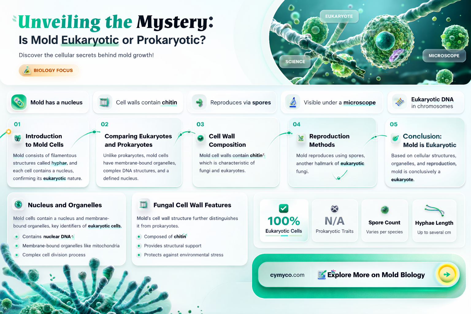 is mold eukaryotic or prokaryotic