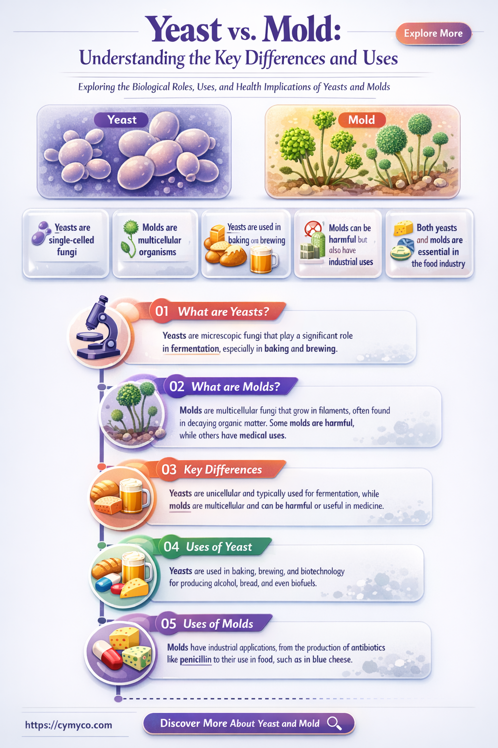 what is the difference between yeast and mold