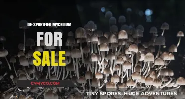 Unlocking Nature's Potential: De-Sporified Mycelium for Sale