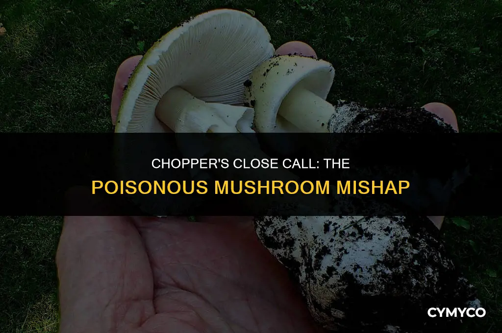 did anyone tell chopper that the mushroom was poisonous