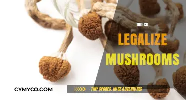 Exploring the Legal Landscape: Are Mushrooms Now Legal in Colorado?