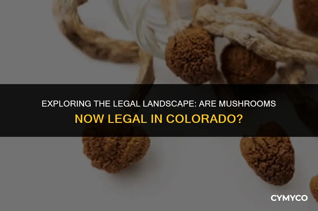 did co legalize mushrooms