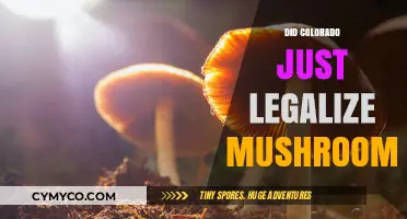 Colorado's New Frontier: Legalizing Psychedelic Mushrooms