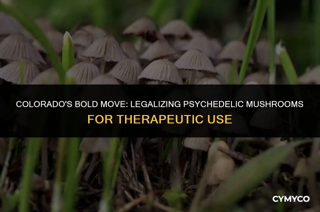 did colorado vote to legalize psychedelic mushrooms