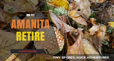 Did Fly Amanita Retire? The Truth Behind the Rumors