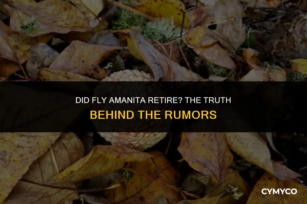 did fly amanita retire