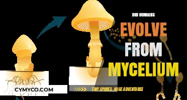Unraveling the Mycelial Roots of Human Evolution: A Fascinating Journey