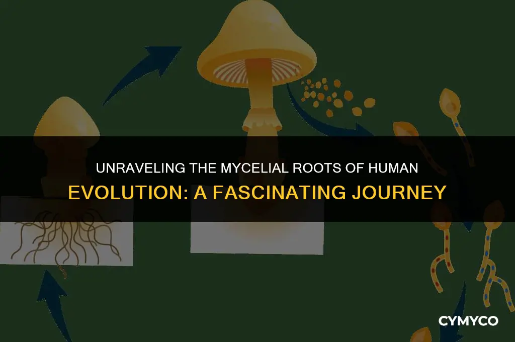 did humans evolve from mycelium