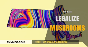 Exploring the Legal Landscape: Did Massachusetts Legalize Mushrooms?