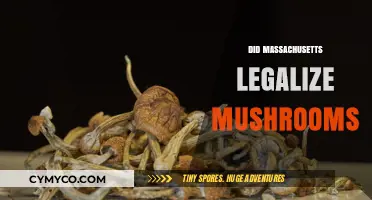 Exploring the Legal Landscape: Massachusetts and Psilocybin Mushrooms