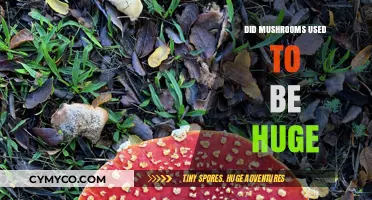 Giant Prehistoric Mushrooms: Unveiling Earth's Ancient Fungal Giants