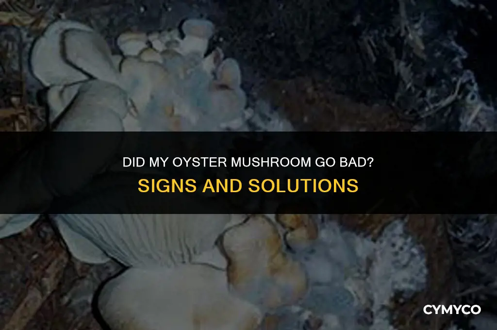 did my oyster mushroom go bad