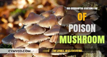 The Mysterious Demise of Siddhartha Gautama: Poison Mushrooms?