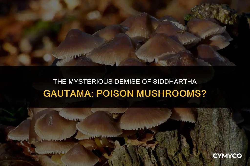 did siddhartha guatama die of poison mushrooms