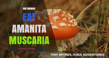Exploring Viking Cuisine: The Truth About Amanita Muscaria