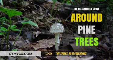 Exploring the Myth: Amanita Mushrooms and Pine Trees