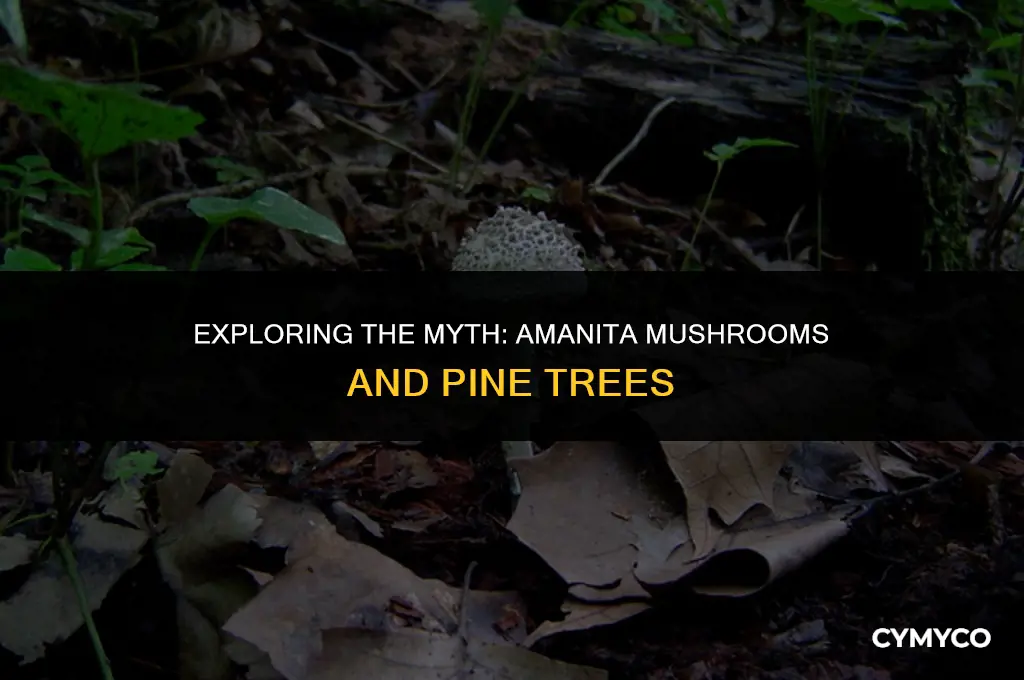 do all amanita grow around pine trees