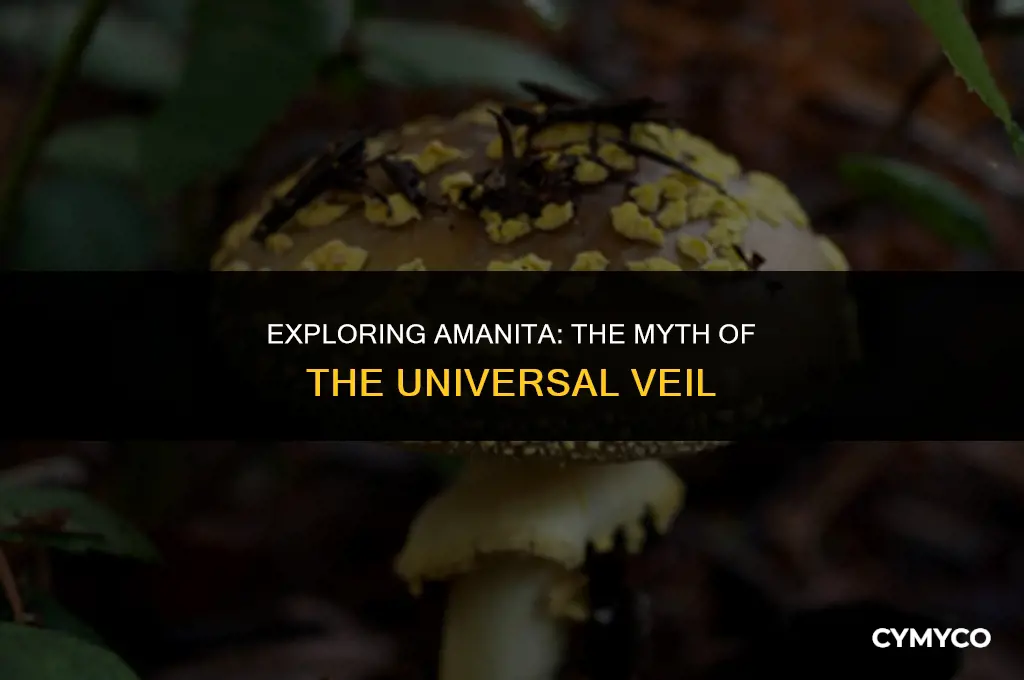 do all amanita have universal vail