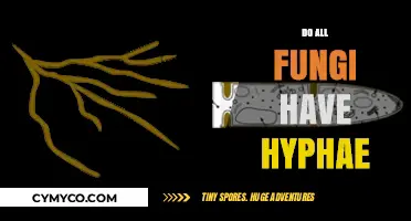 Exploring the Hyphal Structure: A Comprehensive Guide to Fungi