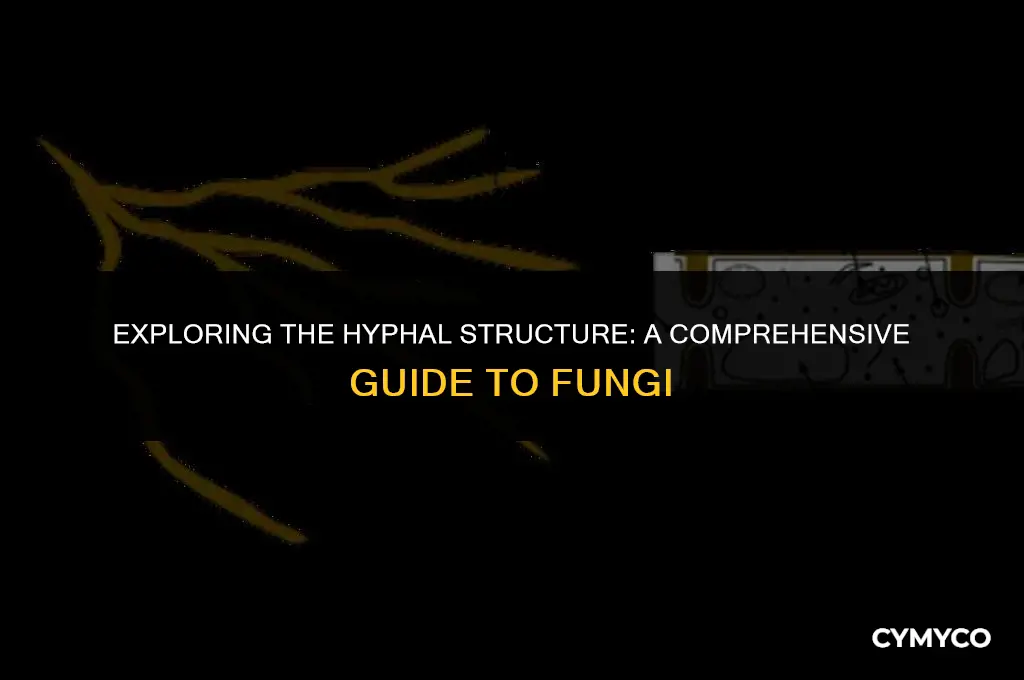 do all fungi have hyphae
