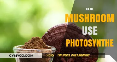 Do Mushrooms Photosynthesize? Unveiling the Truth About Fungal Energy Sources