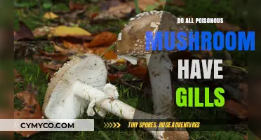 Exploring the Myth: Do All Poisonous Mushrooms Have Gills?