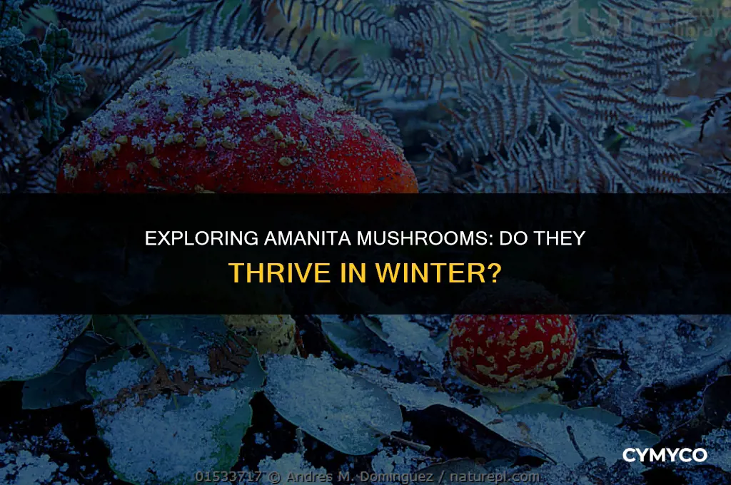do amanita grow in winter