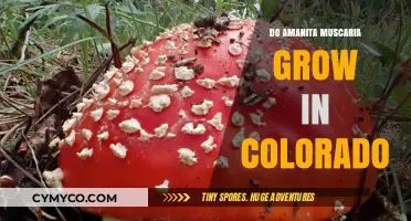 Exploring Colorado's Forests: Do Amanita Muscaria Mushrooms Thrive Here?
