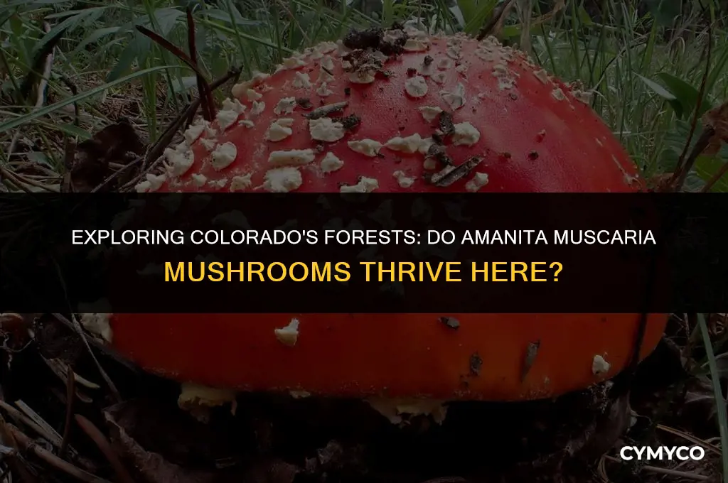 do amanita muscaria grow in colorado