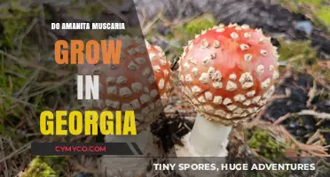 Exploring the Presence of Amanita Muscaria in Georgia's Ecosystem