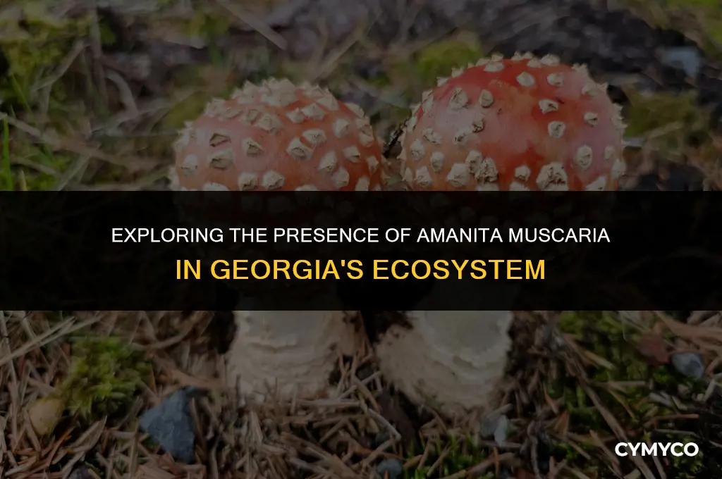 do amanita muscaria grow in georgia