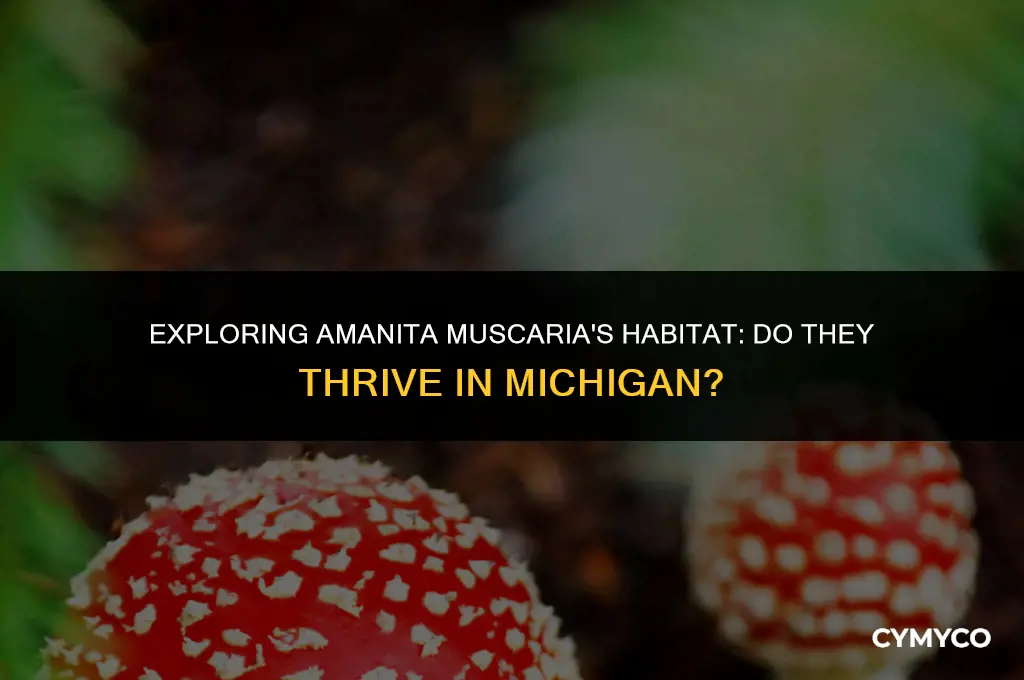 do amanita muscaria grow in michigan