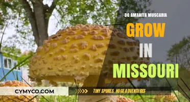 Exploring Missouri's Forests: Do Amanita Muscaria Mushrooms Thrive Here?