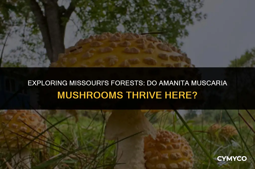 do amanita muscaria grow in missouri