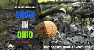 Exploring Ohio's Forests: Do Amanita Muscaria Mushrooms Thrive Here?